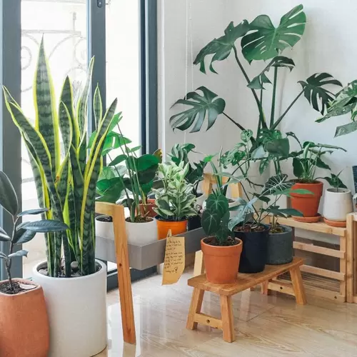 Cuidado de plantas 