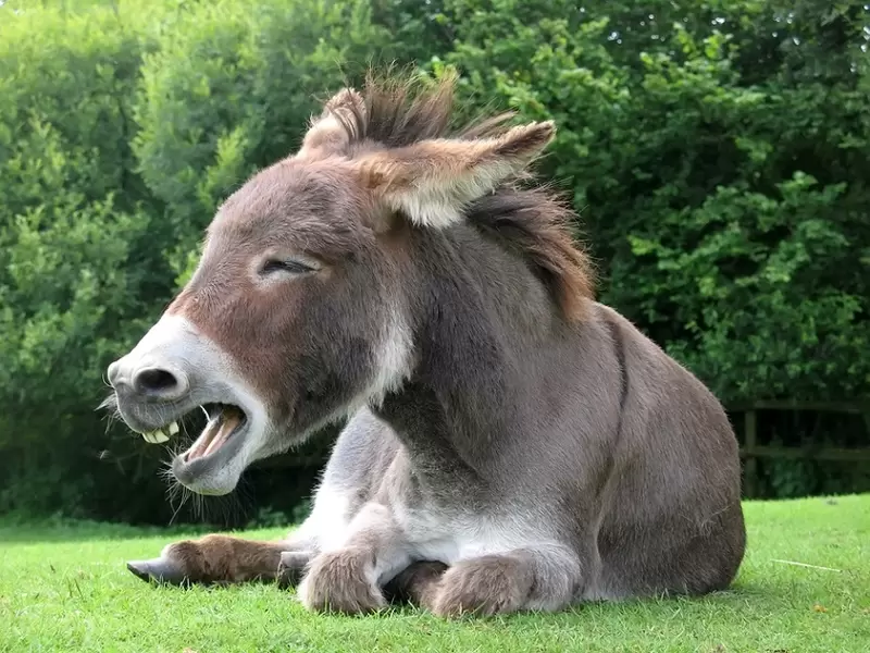 Burro