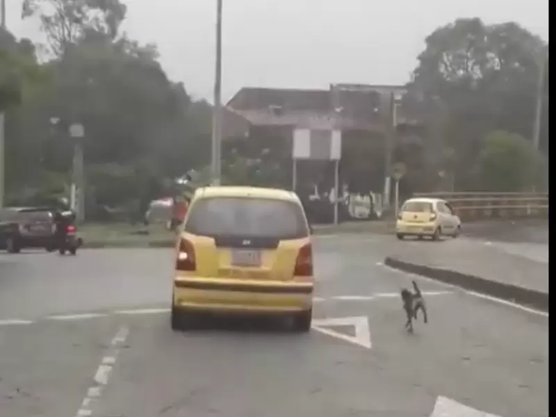 Perro sigue a un taxi en Medellín.