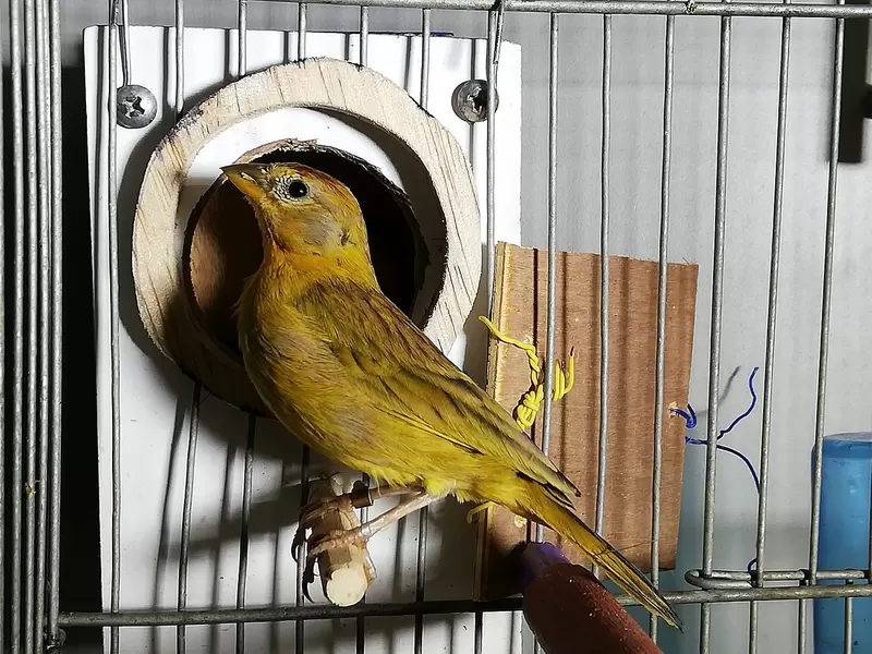 Estos fueron los animales silvestres recuperados por la Secretaria de Ambiente y por la Policía Ambiental.