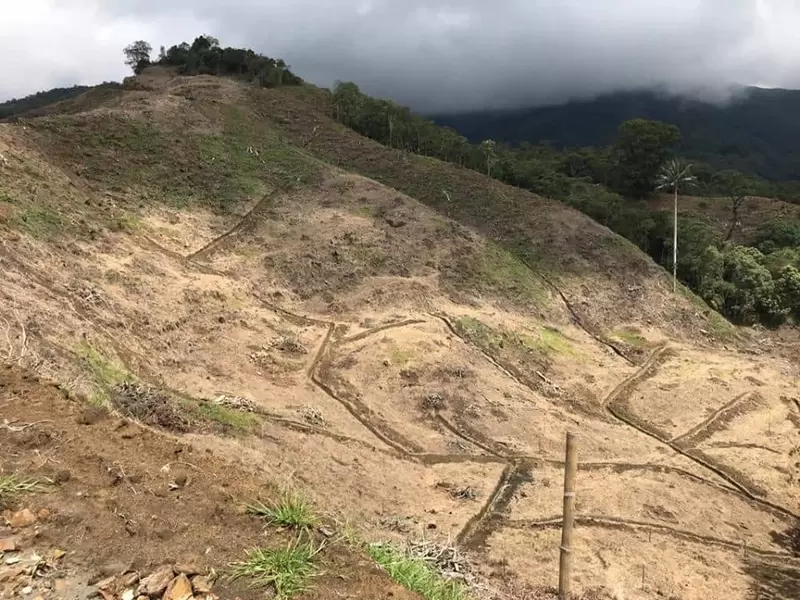 Afectaciones por cuenta de cultivos de aguacate hass