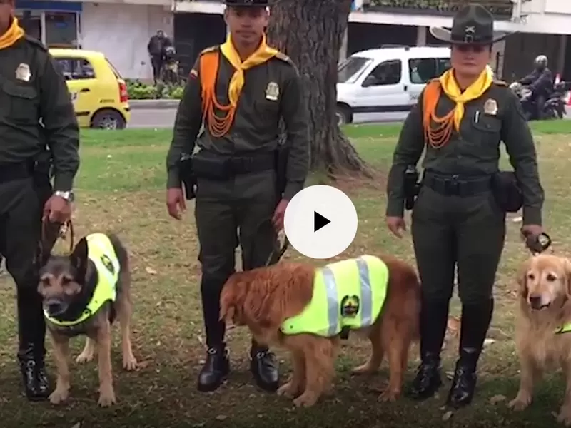Adopta a un Héroe: Policía dará en adopción más de 30 perros jubilados Adopta a un Héroe: Policía dará en adopción más de 30 perros jubilados