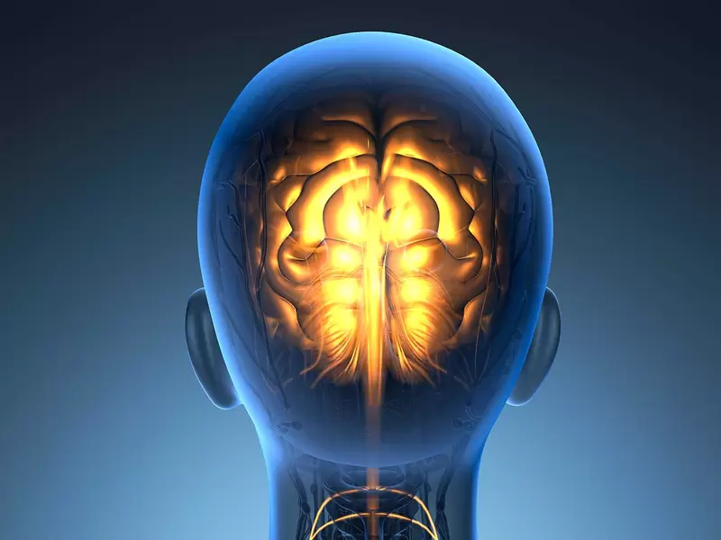 Cerebro humano