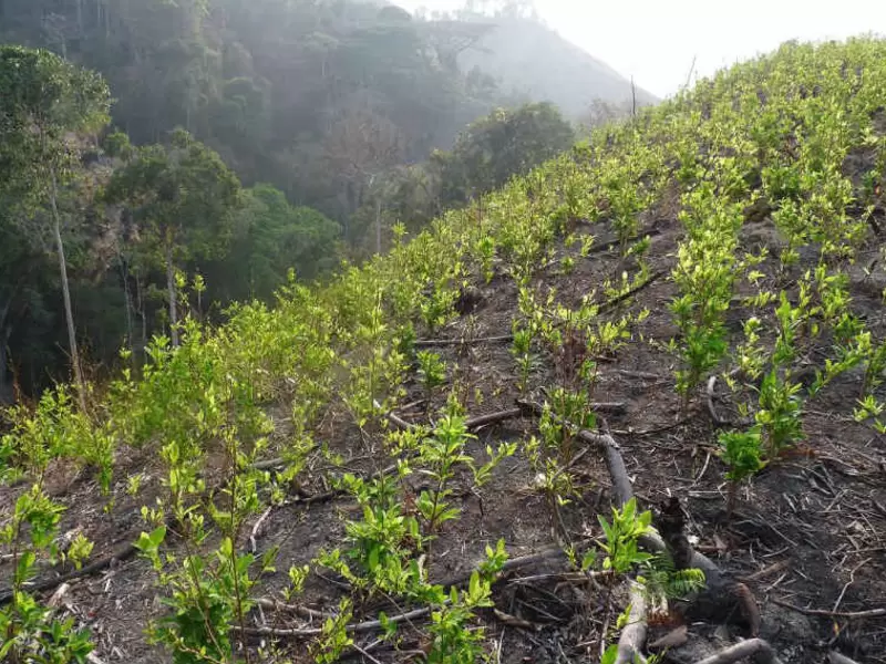 Cultivos de hoja de coca