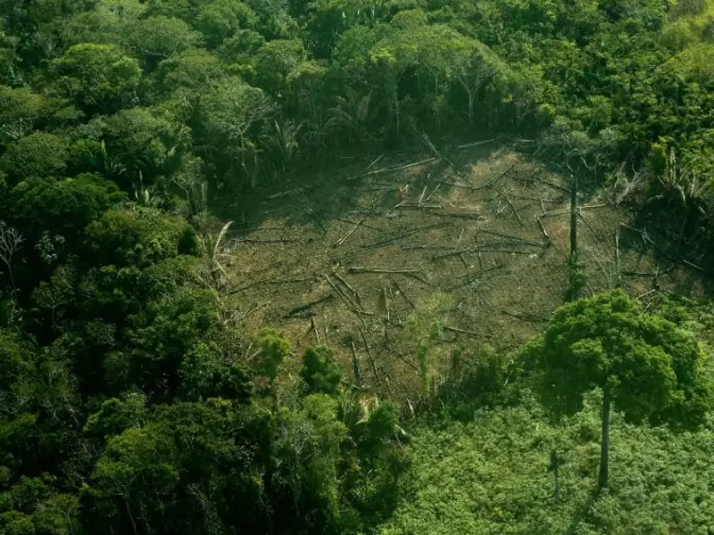 Tala de árboles en la Amazonía
