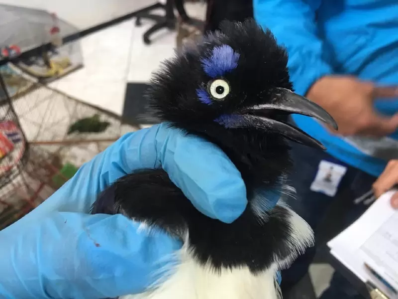 Estas aves fueron recuperadas en el occidente de Bogotá