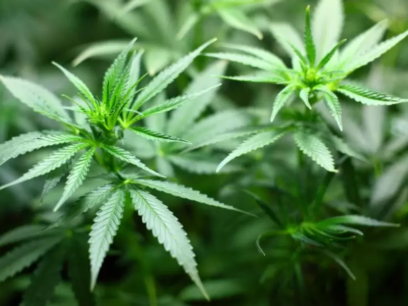 Los cultivos de marihuana iniciarían el próximo año.