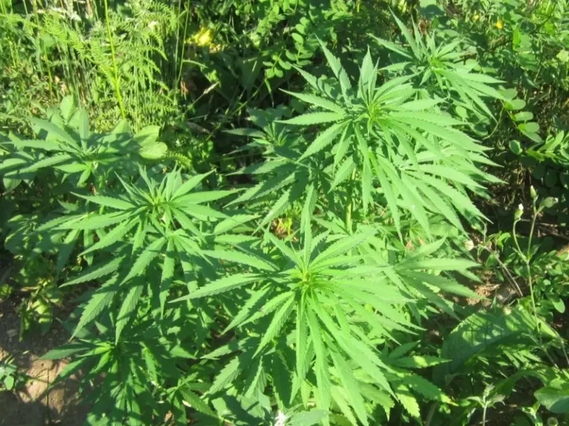 Cannabis