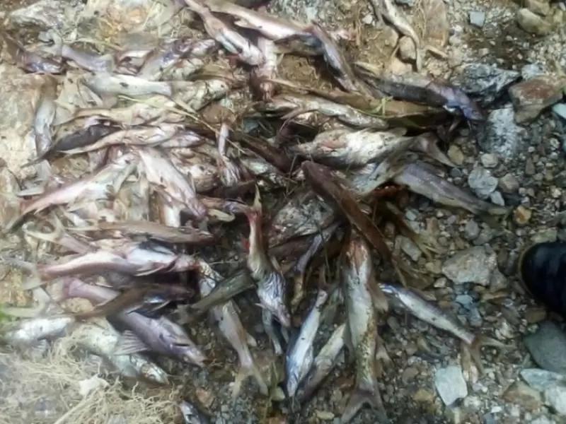 Imagen de referencia sobre mortandad de peces
