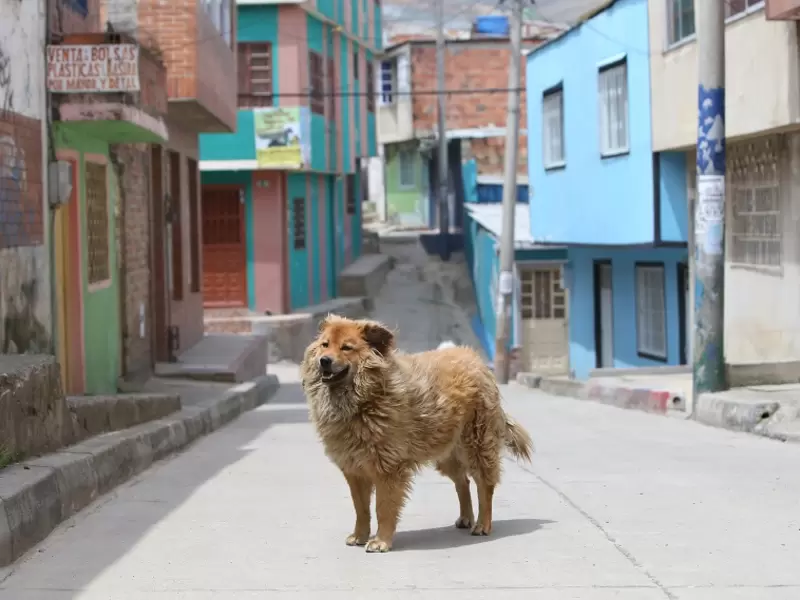 Perros callejeros