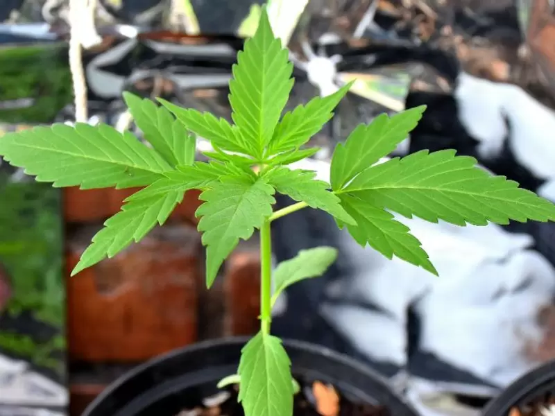 Planta de cannabis