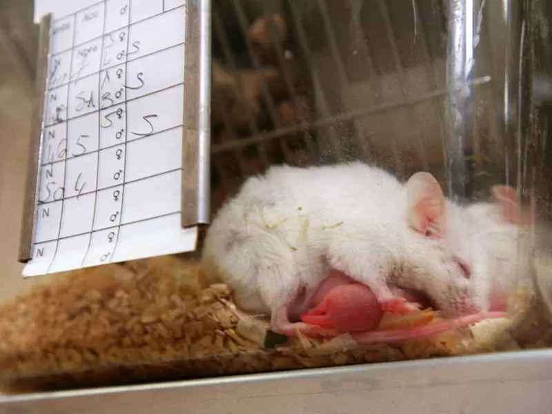 Ratones bebés