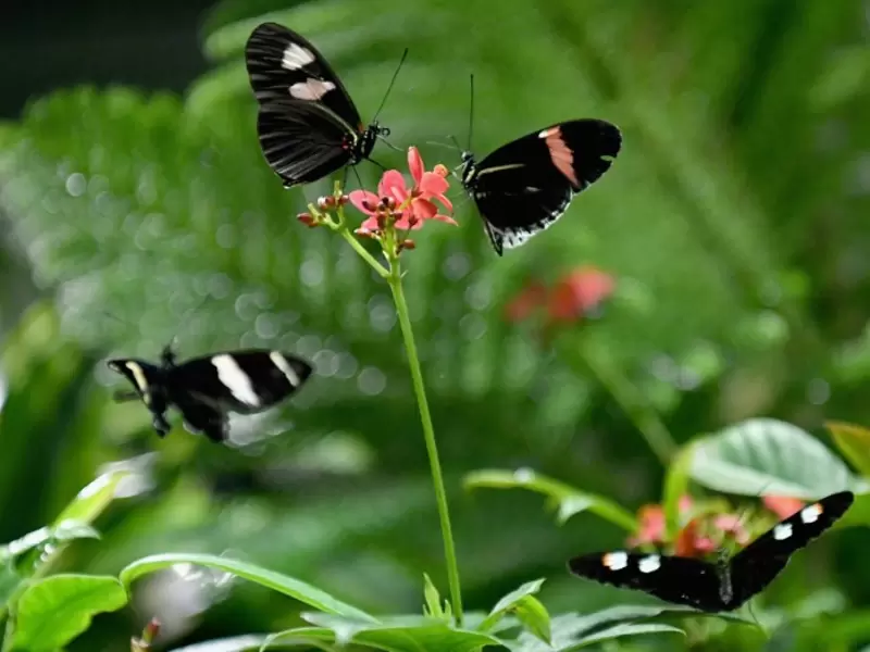 Mariposas