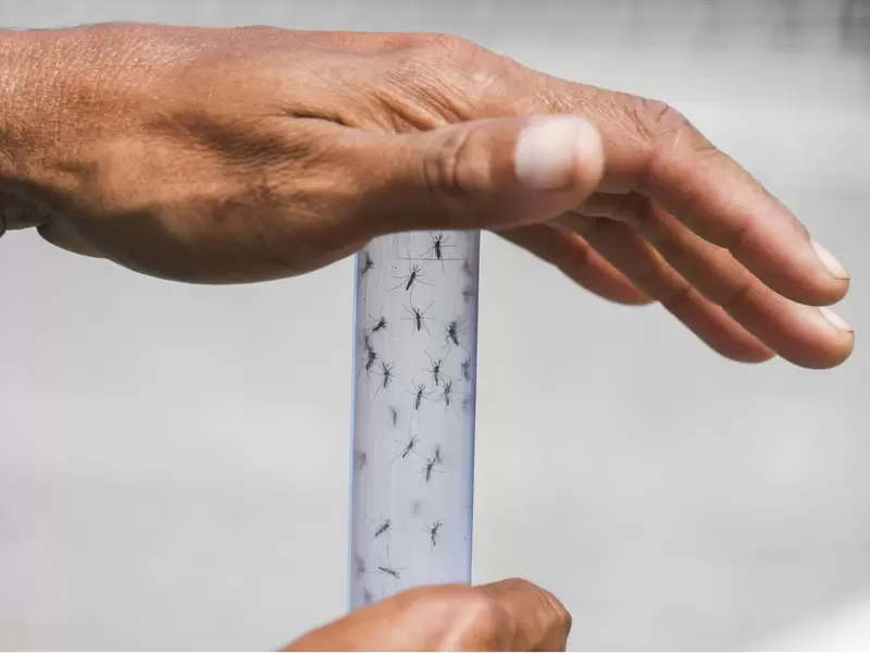 Zika
