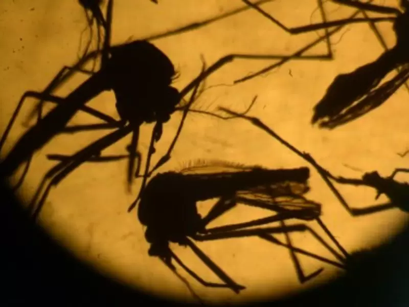 Malaria