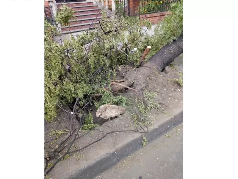 Según el Jardín Botánico están circulando fotos de arboles caídos, diciendo que se han talado por parte de la administración.