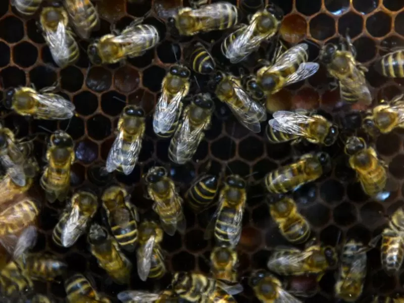 Enjambre de abejas