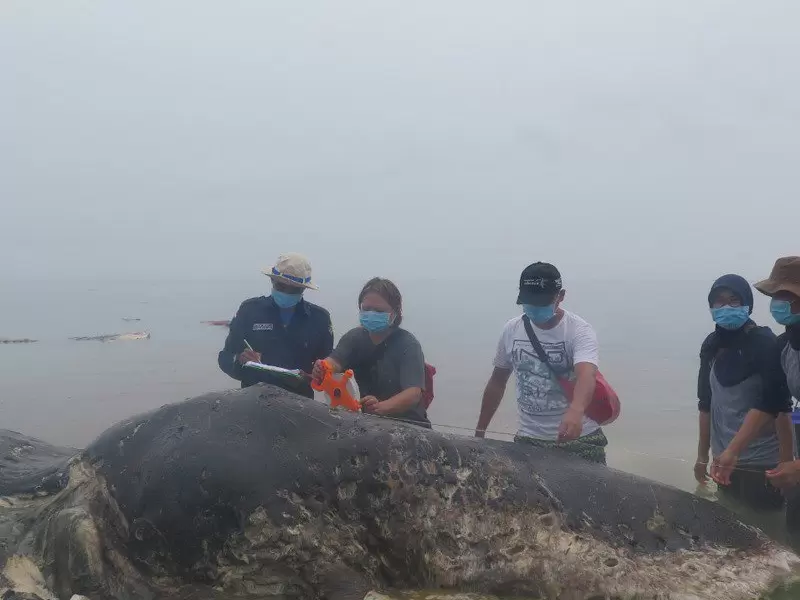 Ballena muerta por ingerir plástico Ballena muerta por ingerir plástico