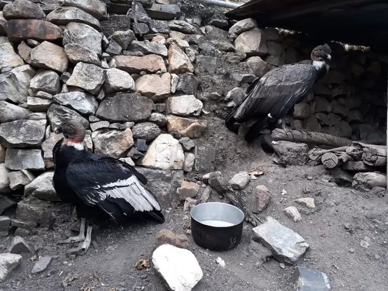 Cóndor de los Andes.