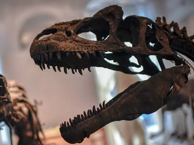 Descubren en la Antártida el huevo más grande de los dinosaurios | RCN Radio Descubren en la Antártida el huevo más grande de los dinosaurios | RCN Radio