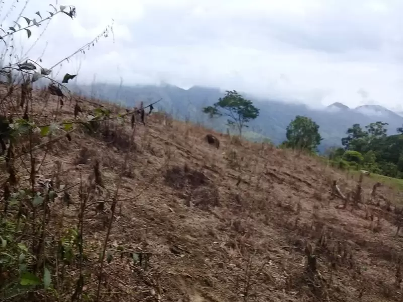 Terrenos fumigados con glifosato en Antioquia
