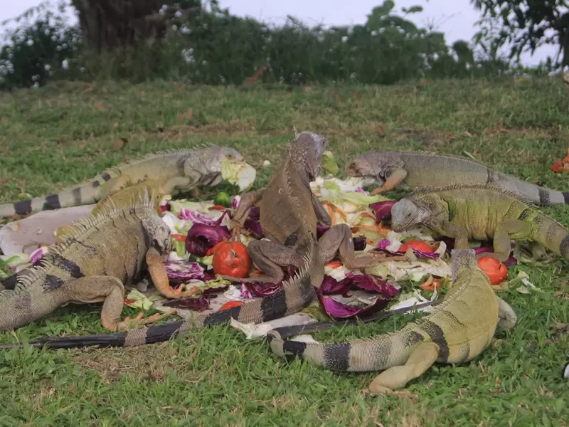 Iguanas Girón