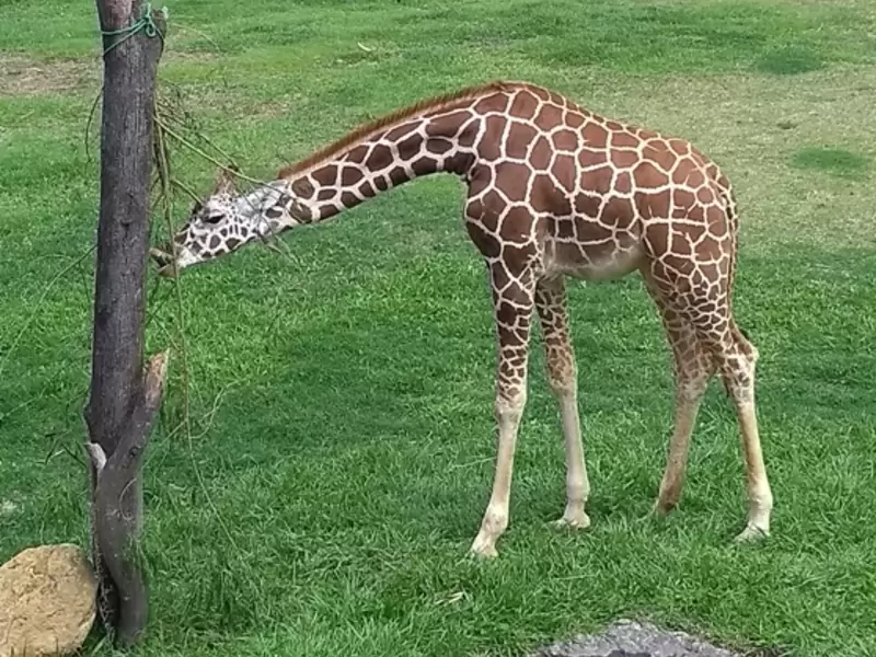 Jirafa Perla Parque Ukumari de Pereira
