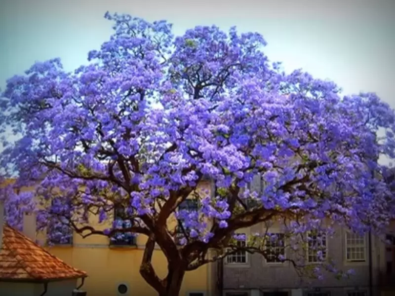 El árbol chino que enciende las alarmas en Colombia | RCN Radio