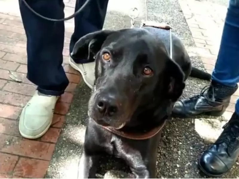 Perro guía