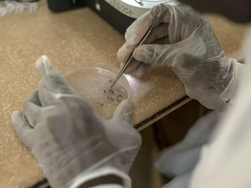 Malaria