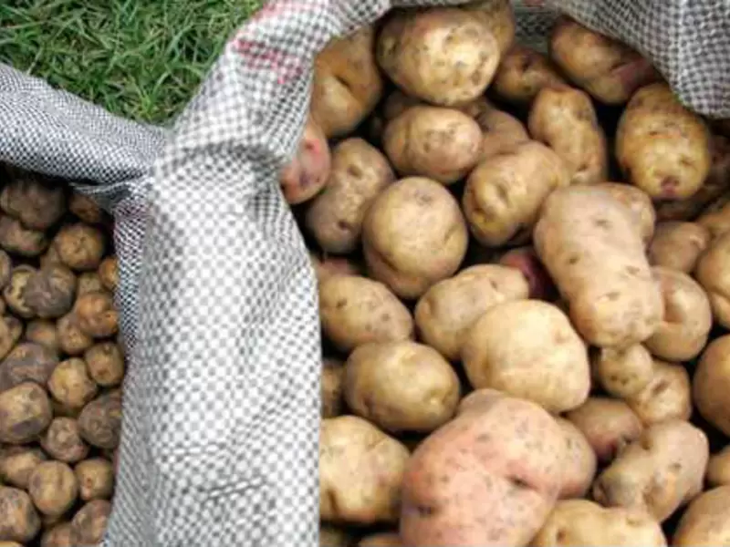 Papas en bulto
