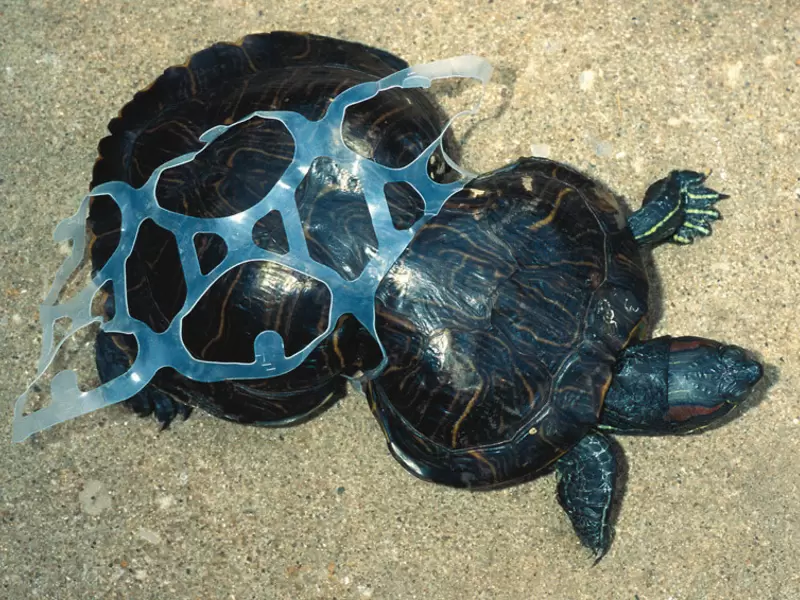 Tortuga atrapada en un envase de plástico.