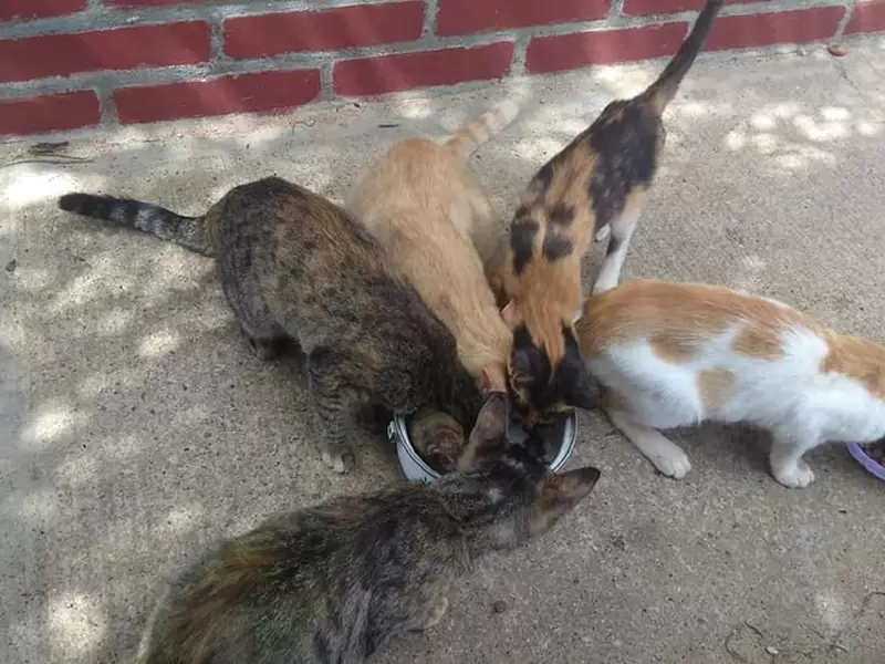 Cerca de 20 gatos han sido adoptados por el misterioso hombre.
