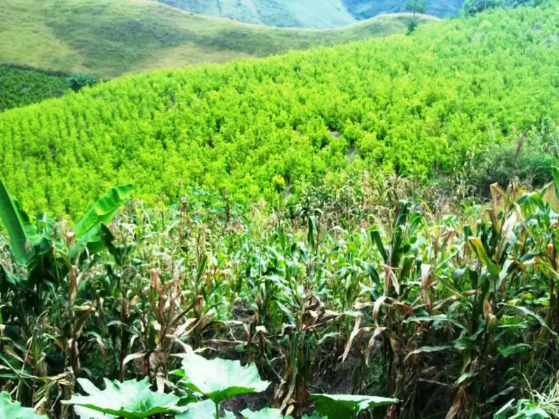 Tumaco es el lugar de Colombia con mayor cantidad de hectáreas sembradas con Coca.