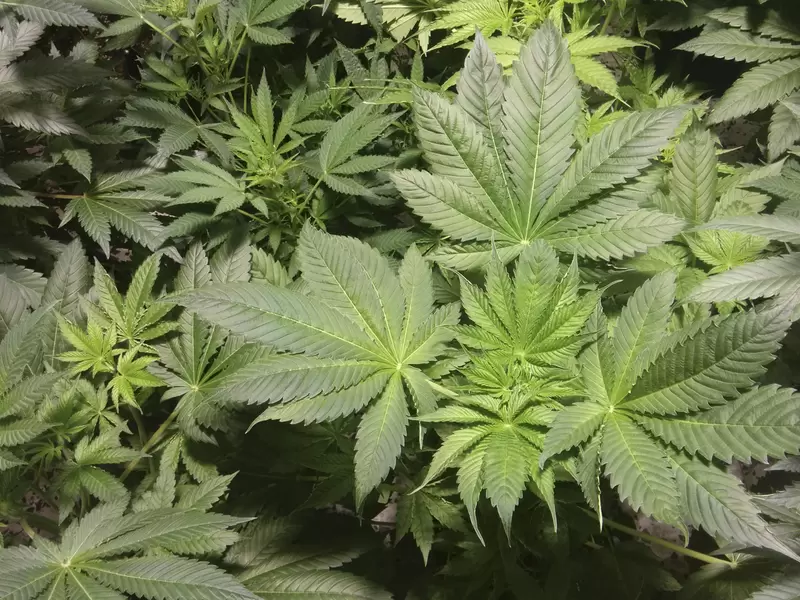 Plantas de marihuana