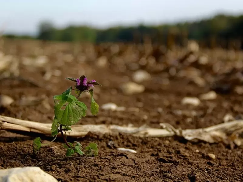 El 95% de los alimentos provienen del suelo