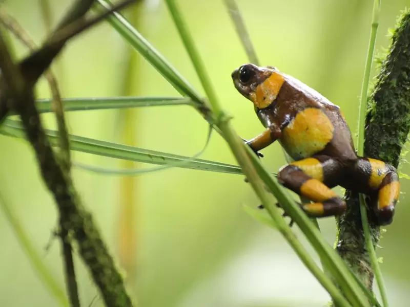 Rana liberada en el pacífico colombiano