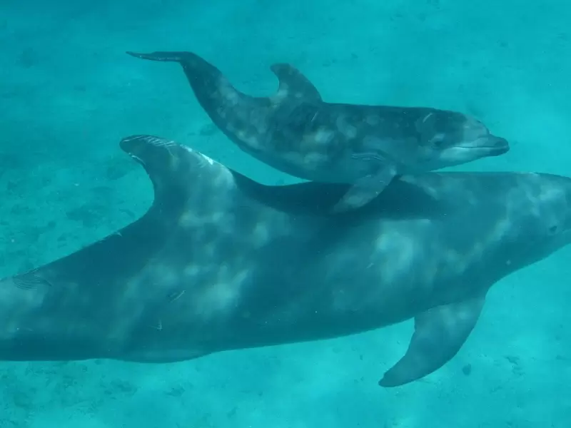 FAUNA MARINA