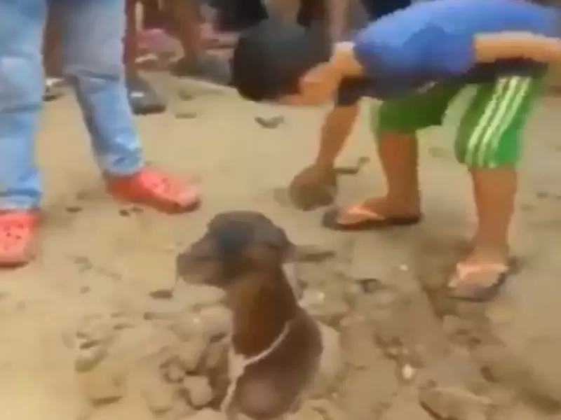 Maltrato animal
