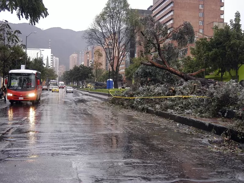 Tratamiento de zona de árboles por emergencia de lluvia en Bogotá