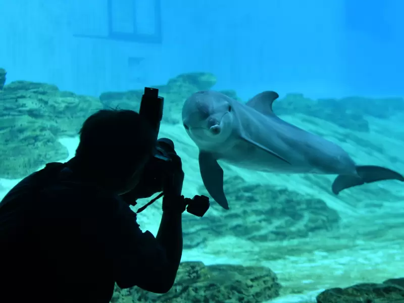 Los delfines presentan altos niveles de estrés en cautiverio