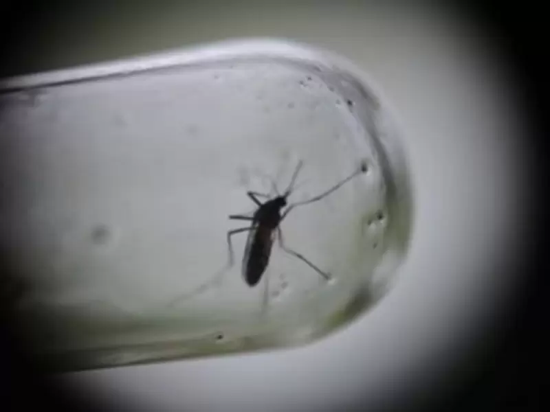 "Aedes aegypti", transmisor del Dengue.
