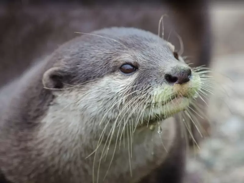 Las nutria