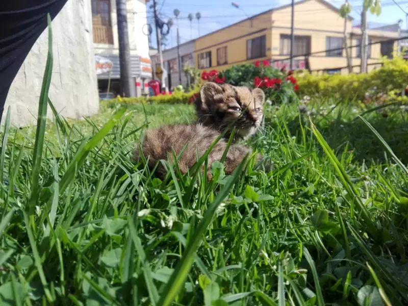 En dos meses este animal estaría de regreso a su hábitat natural.