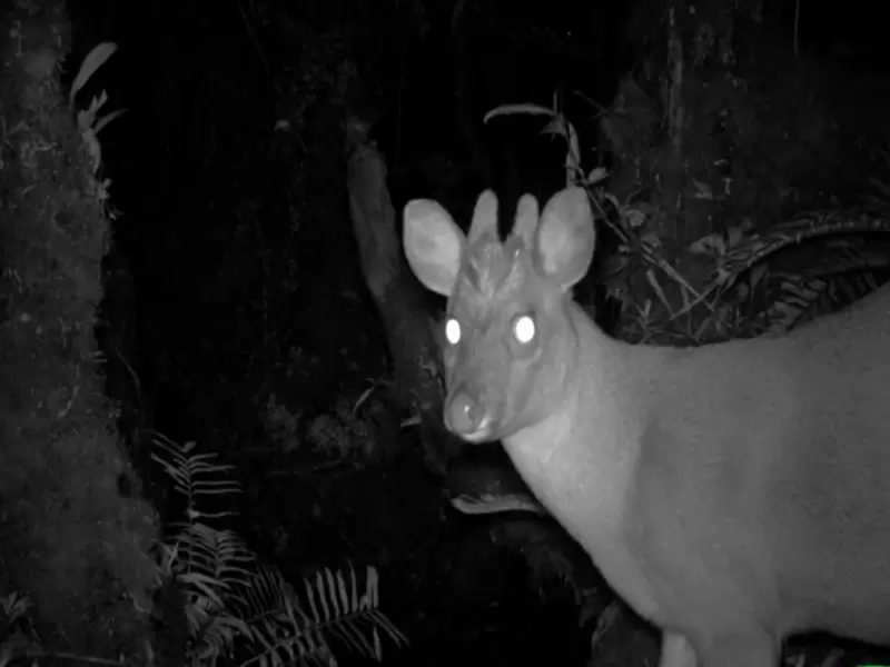 El fototrampeo sirve para el control de las especies. El fototrampeo sirve para el control de las especies.