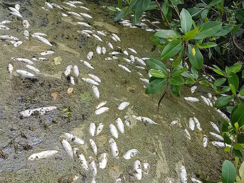 Mortanda de peces en el río Fundación Mortanda de peces en el río Fundación