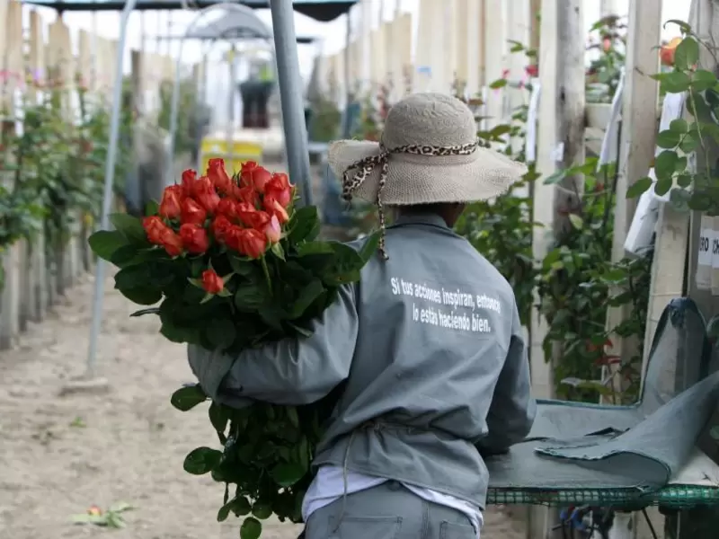 Rosas cultivadas por mujeres de Boyacá, enamoran en los Estados Unidos