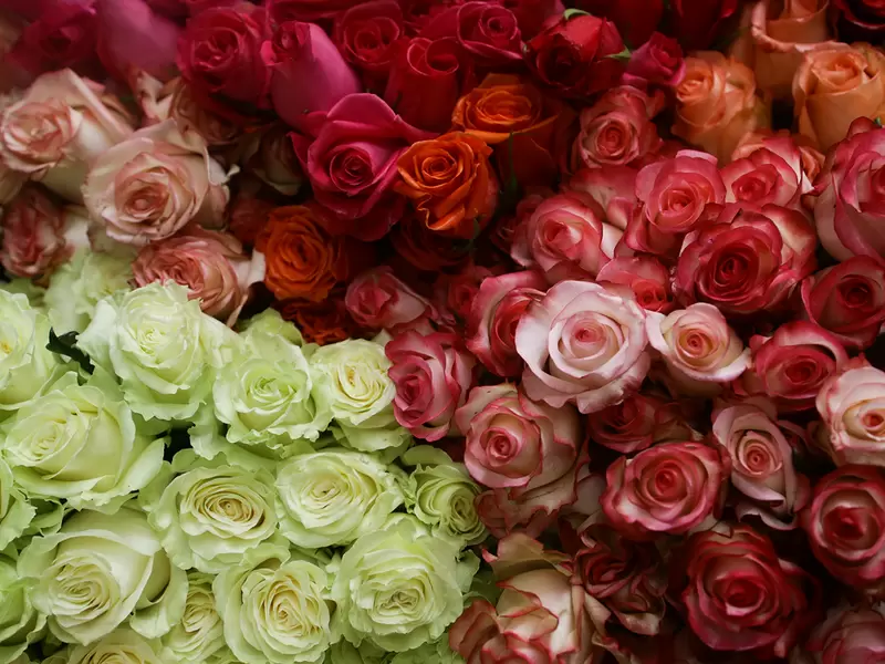 Flores colombianas en una de las fincas de Asocolflores, en Chía (Cundinamarca)