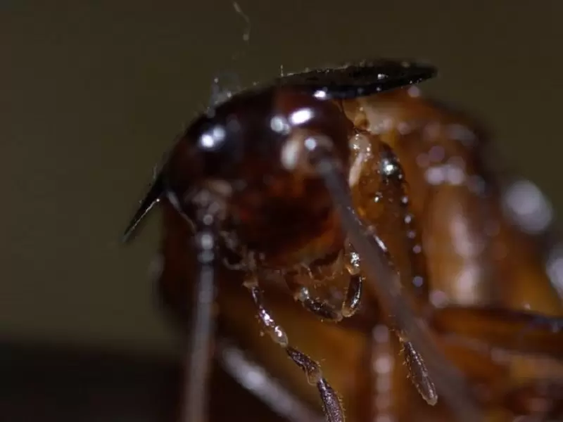 Cucaracha
