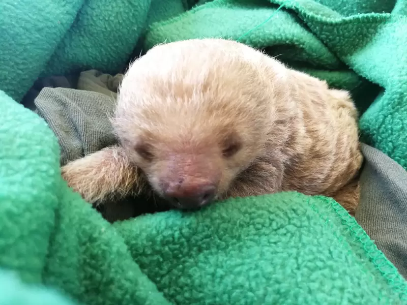 Oso perezoso bebé